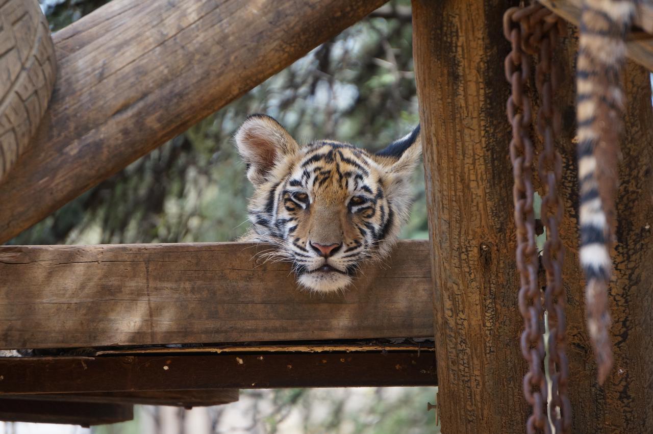 Boskoppie Lion & Tiger Reserve Kroonstad Εξωτερικό φωτογραφία