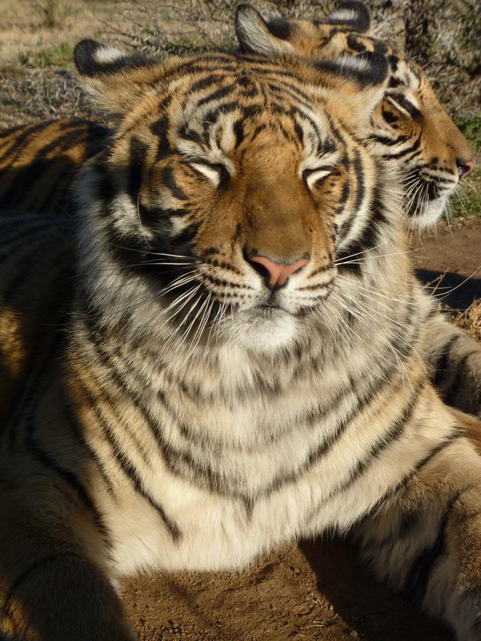 Boskoppie Lion & Tiger Reserve Kroonstad Εξωτερικό φωτογραφία