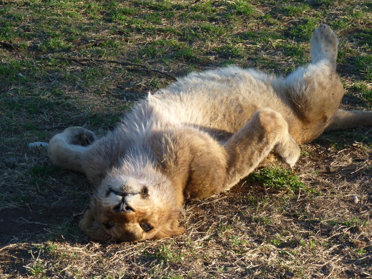 Boskoppie Lion & Tiger Reserve Kroonstad Εξωτερικό φωτογραφία