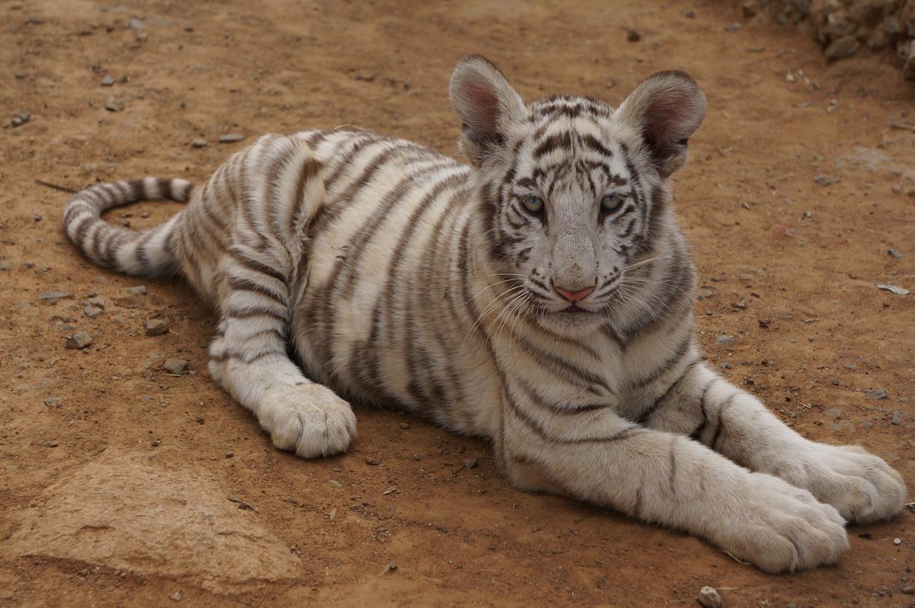 Boskoppie Lion & Tiger Reserve Kroonstad Εξωτερικό φωτογραφία
