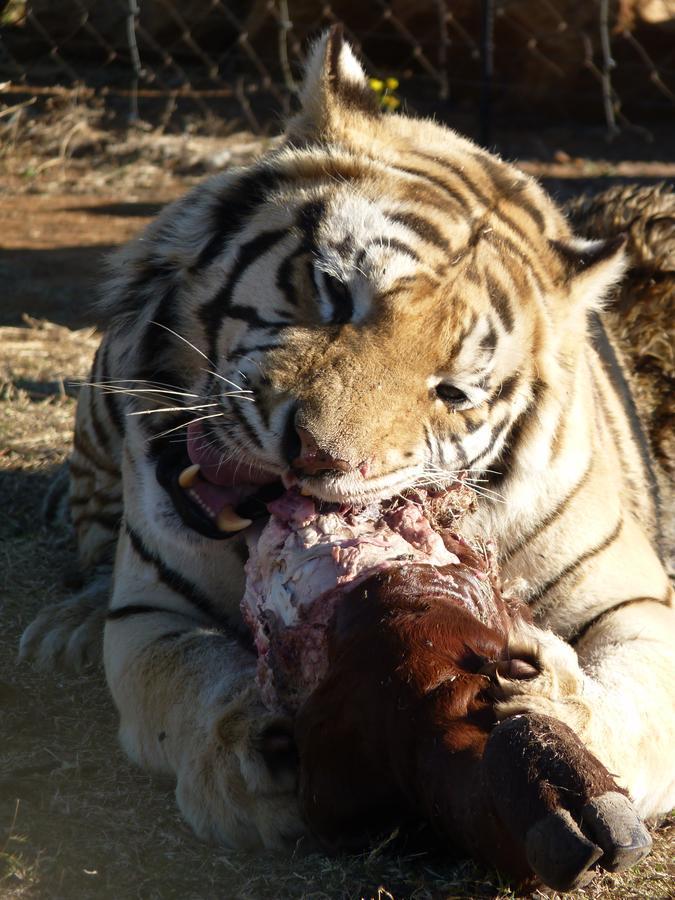 Boskoppie Lion & Tiger Reserve Kroonstad Εξωτερικό φωτογραφία