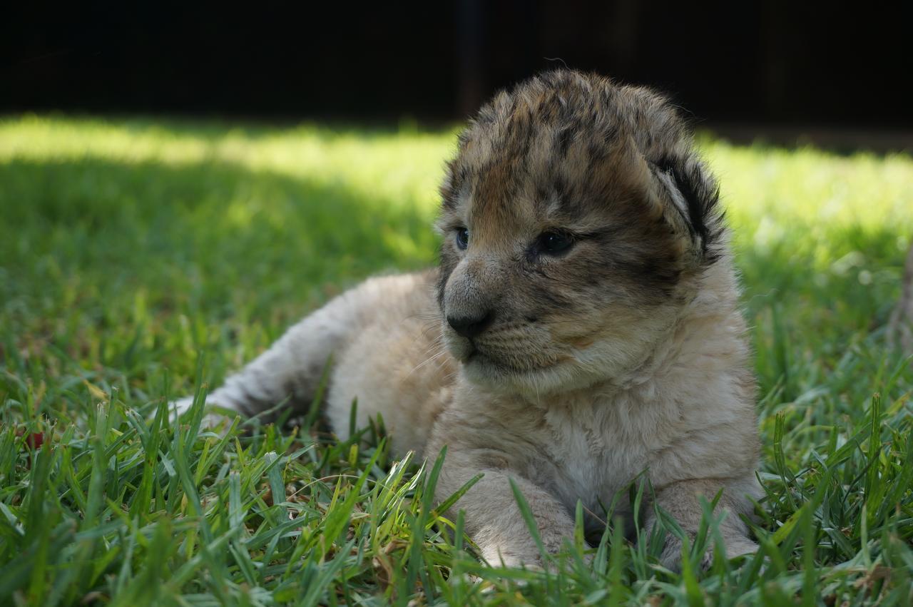 Boskoppie Lion & Tiger Reserve Kroonstad Εξωτερικό φωτογραφία