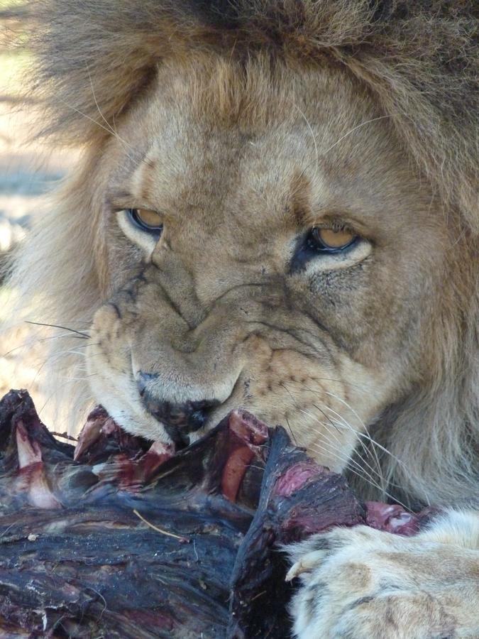 Boskoppie Lion & Tiger Reserve Kroonstad Εξωτερικό φωτογραφία