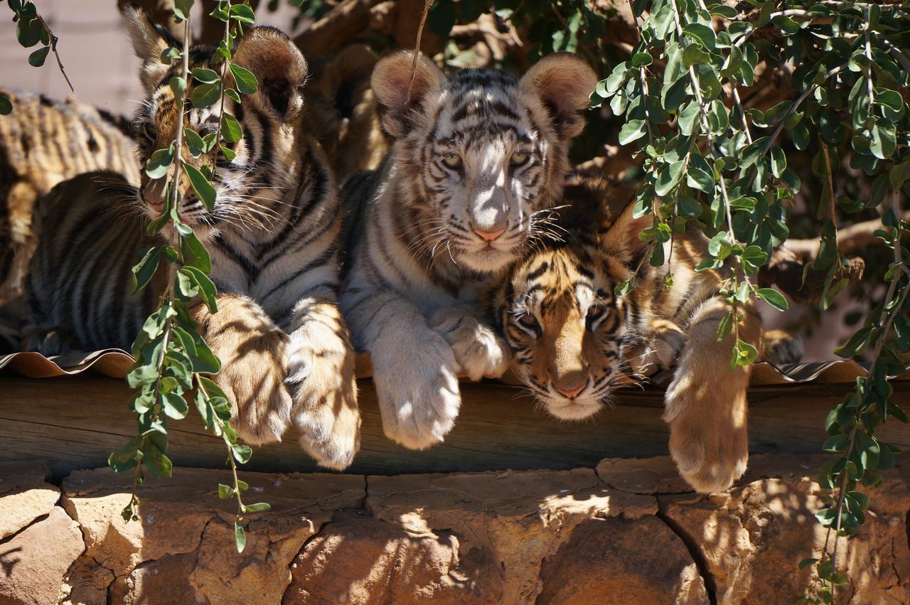 Boskoppie Lion & Tiger Reserve Kroonstad Εξωτερικό φωτογραφία