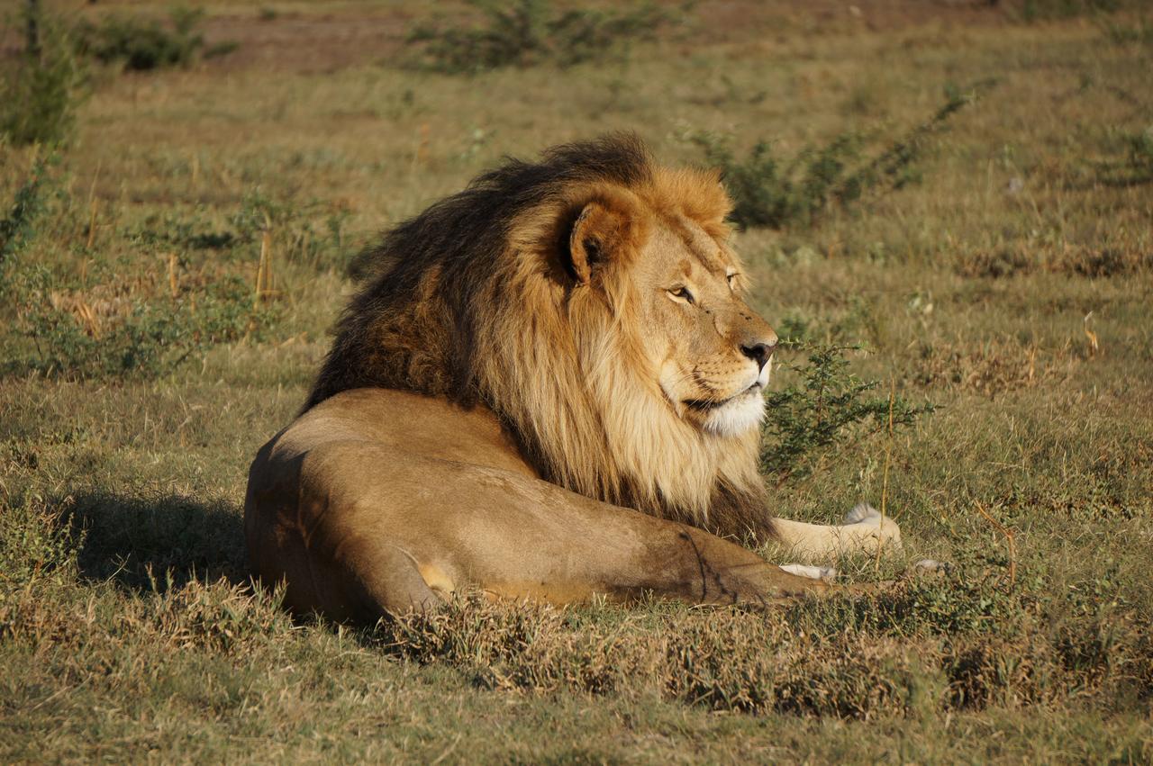 Boskoppie Lion & Tiger Reserve Kroonstad Εξωτερικό φωτογραφία